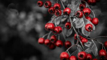 Macro Closeup of Ripe Hawthorn Berries in Autumn photo