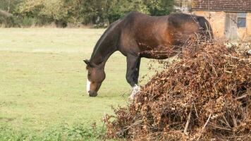 Chestnut Beauty Closeup of a Stunning Horse photo