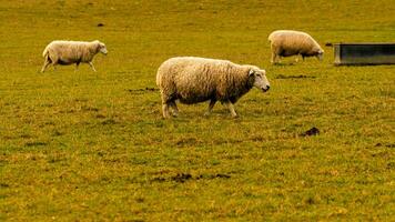 Flock of Woolly Sheep on a Countryside Farm photo