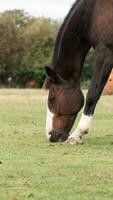 Chestnut Beauty Closeup of a Stunning Horse photo