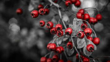 Macro Closeup of Ripe Hawthorn Berries in Autumn photo