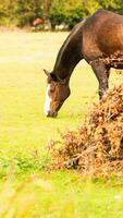 Chestnut Beauty Closeup of a Stunning Horse photo