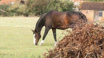 Chestnut Beauty Closeup of a Stunning Horse photo