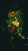 Detailed Macro Shot of European Oak Leaf and Acorn photo