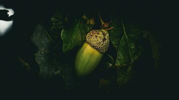 Detailed Macro Shot of European Oak Leaf and Acorn photo