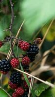 Ripe Blackberries on a Bramble Bush photo