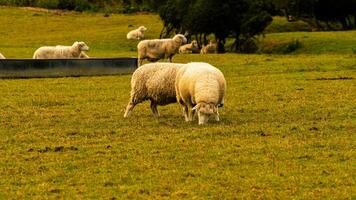 rebaño de lanoso oveja en un campo granja foto