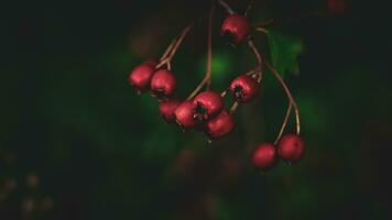 Macro Closeup of Ripe Hawthorn Berries in Autumn photo