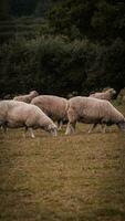 rebaño de lanoso oveja en un campo granja foto
