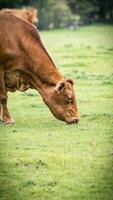 Rural Meadow Grazing Brown Cattle in Green Pasture photo