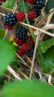 Ripe Blackberries on a Bramble Bush photo