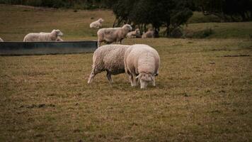 rebaño de lanoso oveja en un campo granja foto