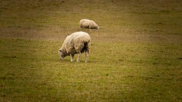 Flock of Woolly Sheep on a Countryside Farm photo