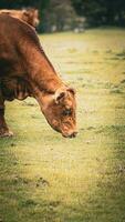 Rural Meadow Grazing Brown Cattle in Green Pasture photo