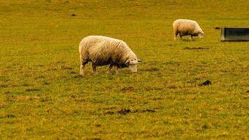 Flock of Woolly Sheep on a Countryside Farm photo