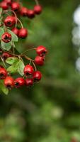 Macro Closeup of Ripe Hawthorn Berries in Autumn photo