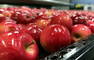 A close-up of newly picked red Fiji apples being washed and transported up a conveyor belt in a Tasmanian apple packing shed before being graded and packaged. AI Generative. photo