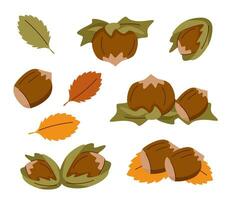 Hazelnut set with leaves vector