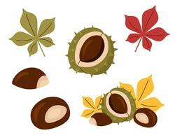 Chestnut set with leaves vector