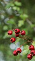 Macro Closeup of Ripe Hawthorn Berries in Autumn photo