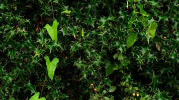 Tropical Jungle Abstract Top View Foliage photo