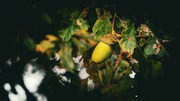 Detailed Macro Shot of European Oak Leaf and Acorn photo