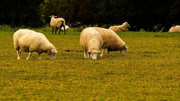 Flock of Woolly Sheep on a Countryside Farm photo