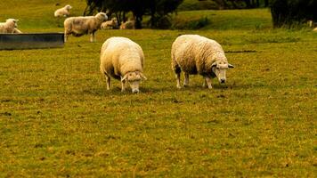 Flock of Woolly Sheep on a Countryside Farm photo