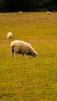 rebaño de lanoso oveja en un campo granja foto