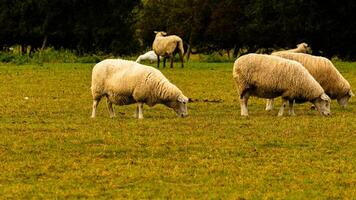 Flock of Woolly Sheep on a Countryside Farm photo