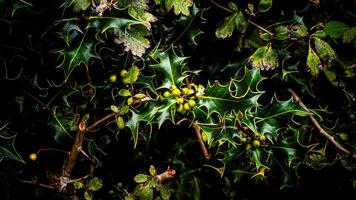 Tropical Jungle Abstract Top View Foliage photo