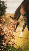 Chestnut Beauty Closeup of a Stunning Horse photo