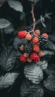 Ripe Blackberries on a Bramble Bush photo