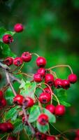 Macro Closeup of Ripe Hawthorn Berries in Autumn photo