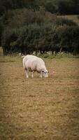 rebaño de lanoso oveja en un campo granja foto