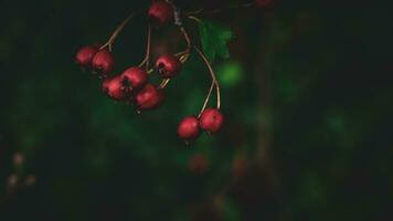 Macro Closeup of Ripe Hawthorn Berries in Autumn photo