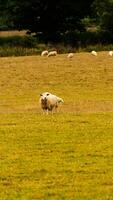 Flock of Woolly Sheep on a Countryside Farm photo