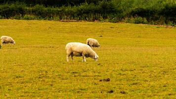 Flock of Woolly Sheep on a Countryside Farm photo