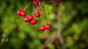 Macro Closeup of Ripe Hawthorn Berries in Autumn photo