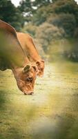 Rural Meadow Grazing Brown Cattle in Green Pasture photo