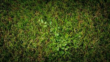 Texture background of green grass photo