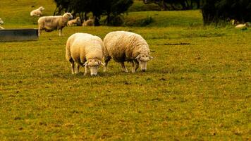 Flock of Woolly Sheep on a Countryside Farm photo