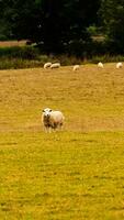 Flock of Woolly Sheep on a Countryside Farm photo