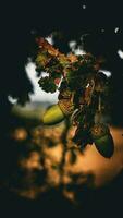 Detailed Macro Shot of European Oak Leaf and Acorn photo