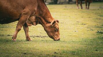 Rural Meadow Grazing Brown Cattle in Green Pasture photo