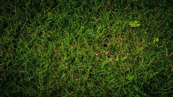 Texture background of green grass photo