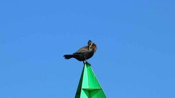 Black great cormorant sitting and resting on green landmark pylon clear blue sky as blue background and blurred background for a lot of copy space is an endangered european sea bird for birdwatching video