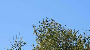 muchos negro cuervos aterrizaje en árbol corona como enjambre de inteligente aves con astucia en cuento de hadas como común cuervo o corvus corax cazar con negro alas como volador depredadores Europa enjambre inteligencia video