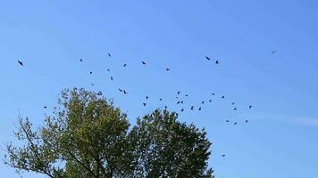 Many black ravens landing in tree crown as swarm of intelligent birds with cleverness in fairytale as common raven or corvus corax hunt with black wings as flying predators europe swarm intelligence video