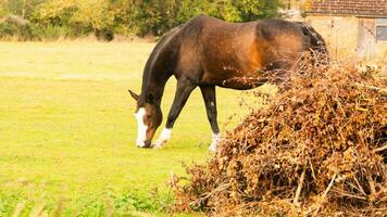 castaña belleza de cerca de un maravilloso caballo foto